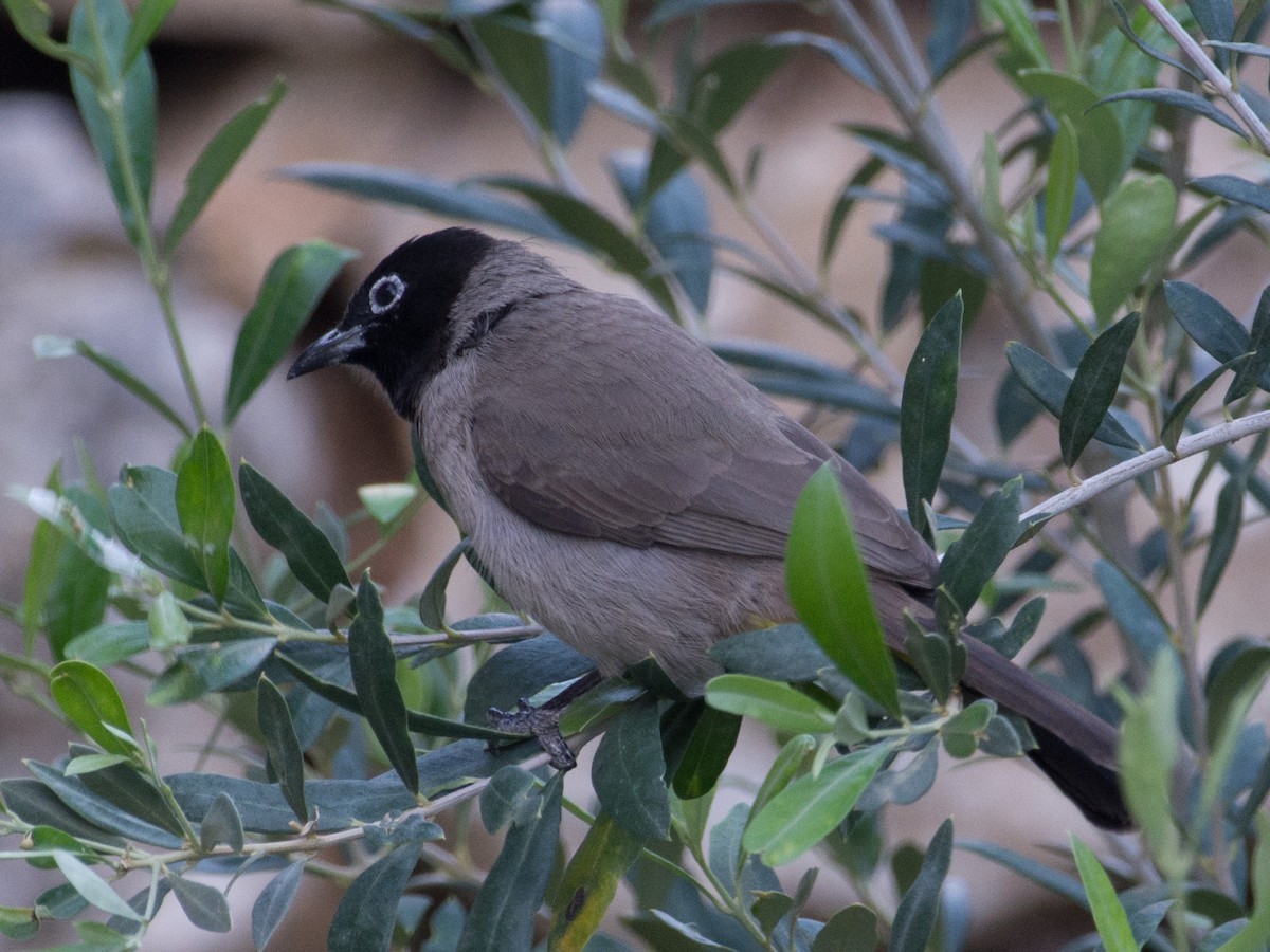 White-spectacled Bulbul - ML77056731