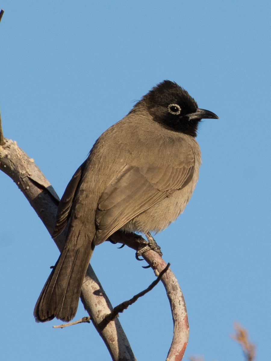 White-spectacled Bulbul - ML77057331