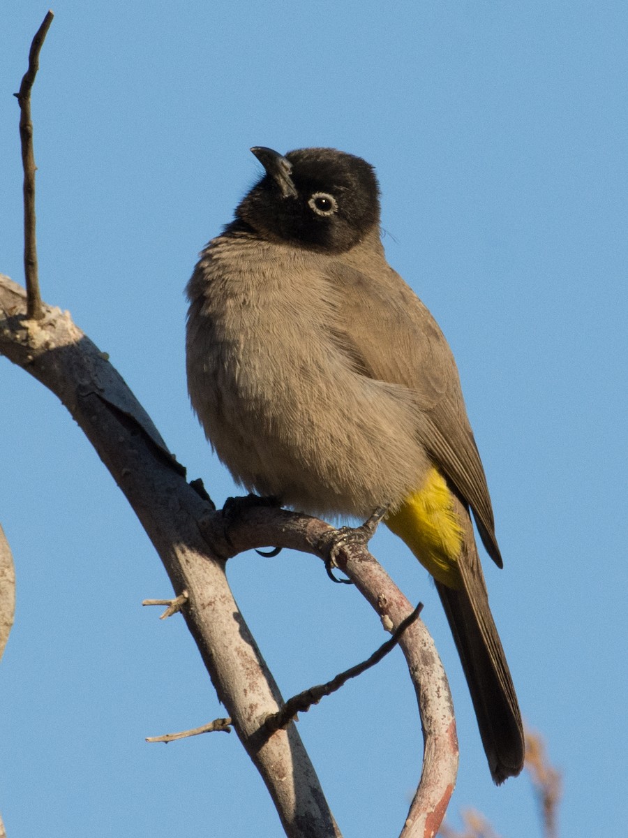 White-spectacled Bulbul - ML77057341