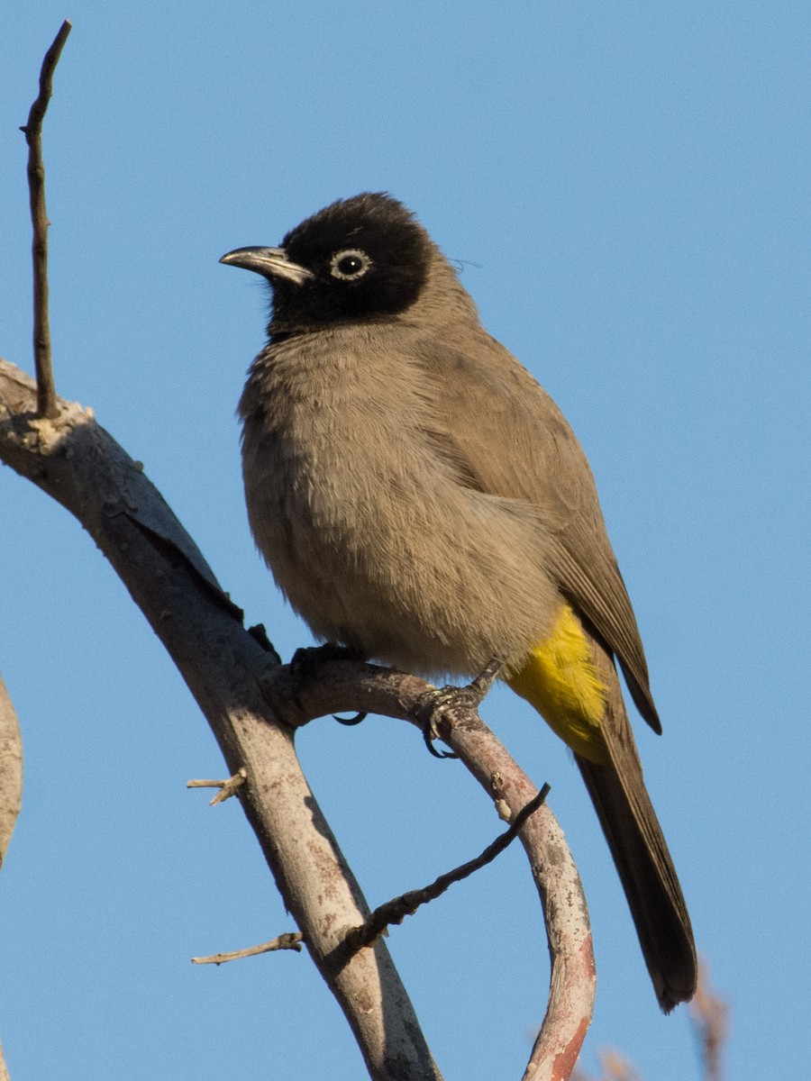 White-spectacled Bulbul - ML77057351