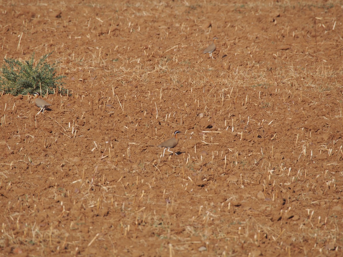 Indian Courser - Daniel Lebbin