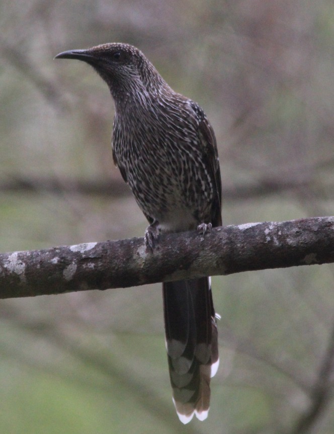 Little Wattlebird - ML77059011