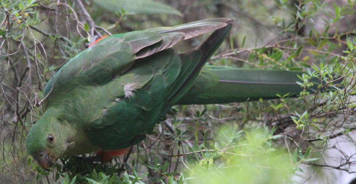 Australian King-Parrot - ML77059021