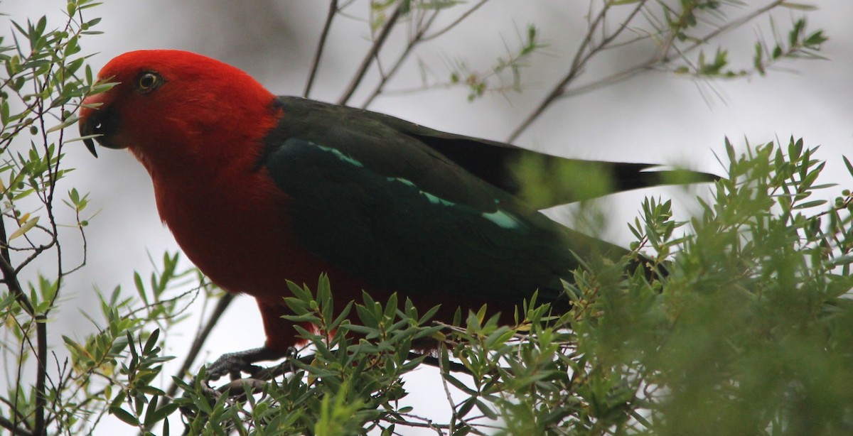 Australian King-Parrot - ML77059051