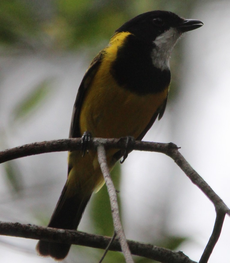 Golden Whistler (Eastern) - ML77059081