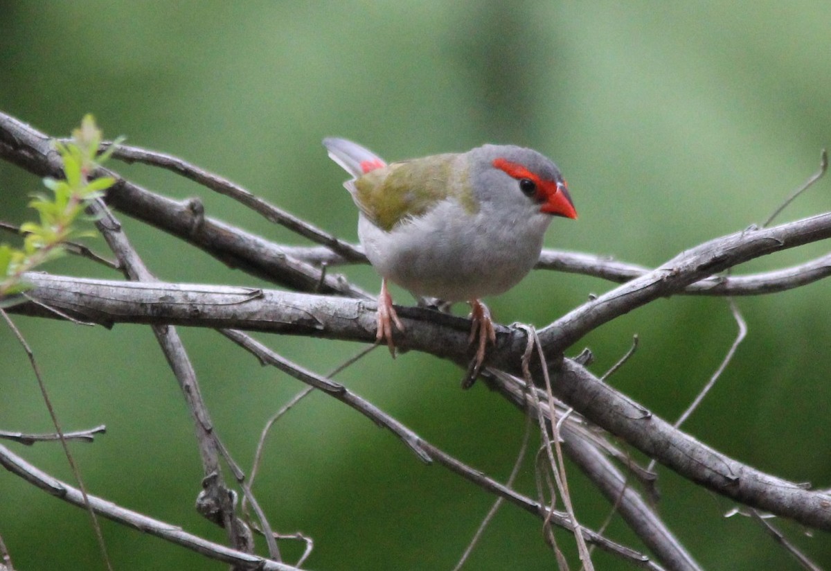 Red-browed Firetail - ML77059101