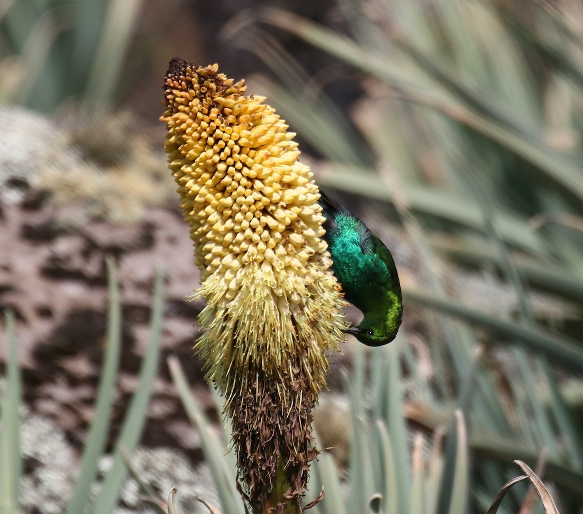 Malachite Sunbird - ML77059391