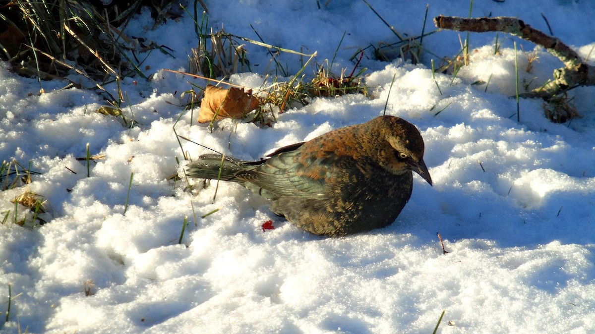 Rusty Blackbird - COG Club des ornithologues de la Gaspésie