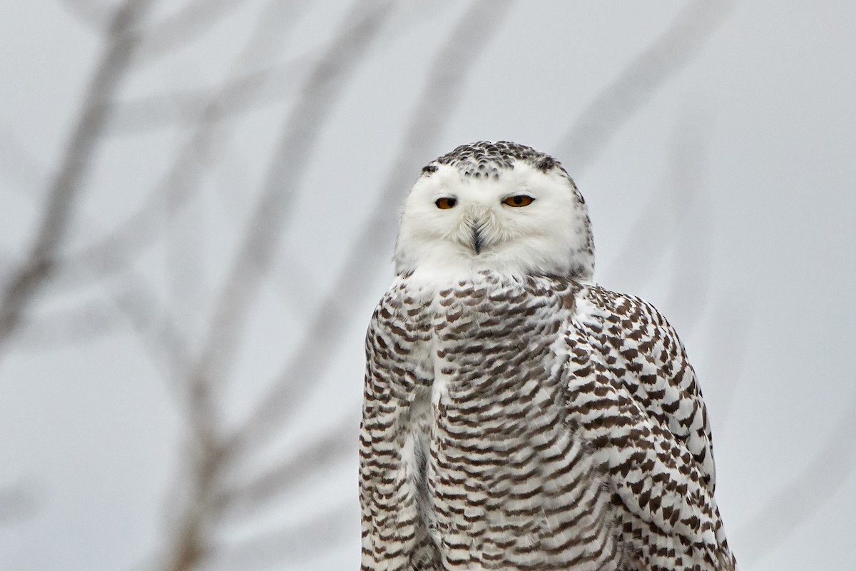 Snowy Owl - ML77060811