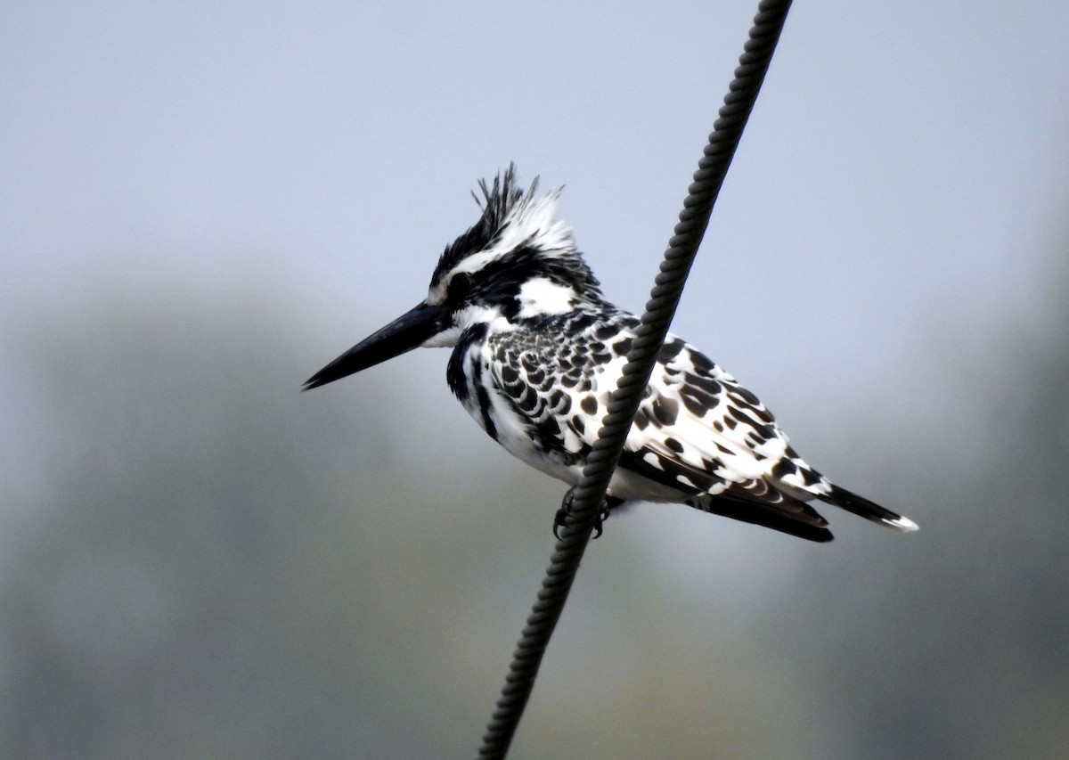 Pied Kingfisher - ML77060961