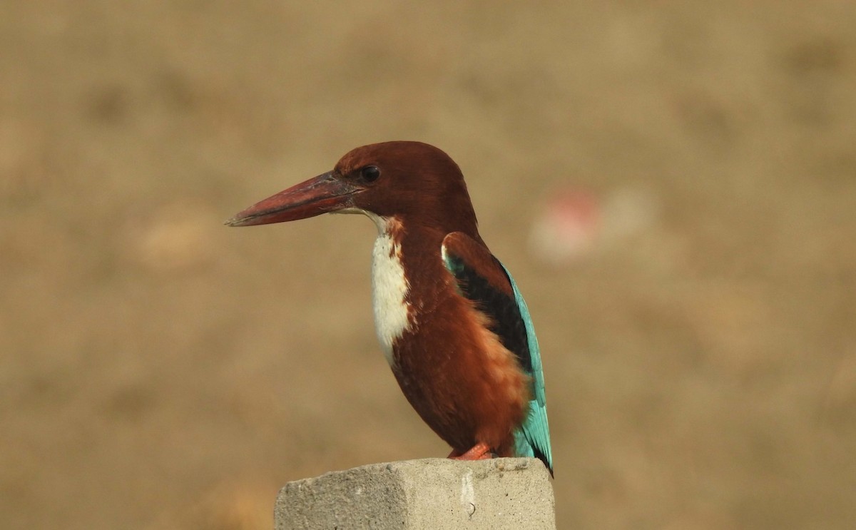 White-throated Kingfisher - ML77061021