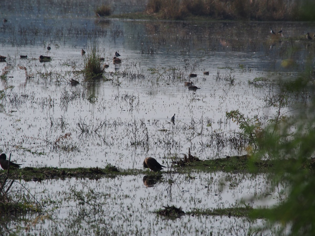 Marsh Sandpiper - ML77062821