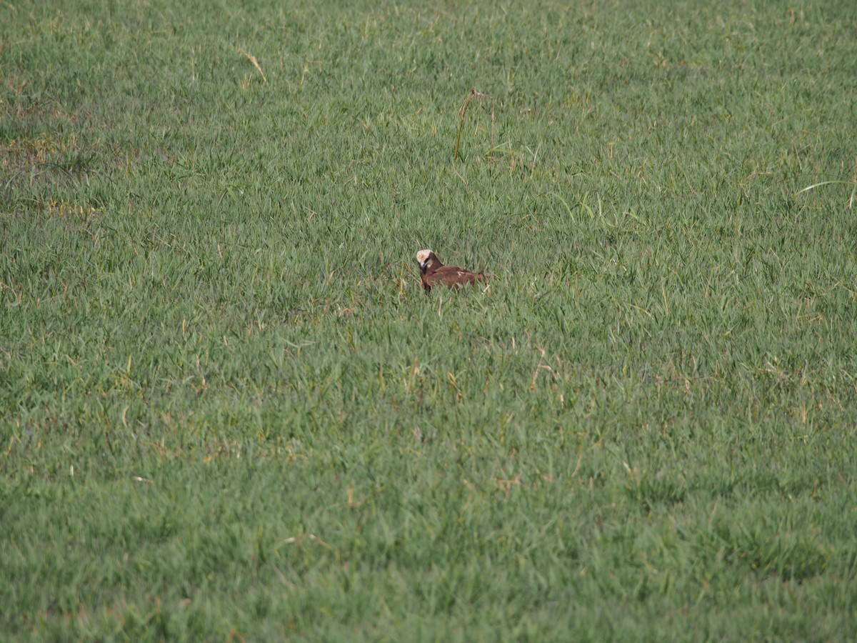 Western Marsh Harrier - Daniel Lebbin