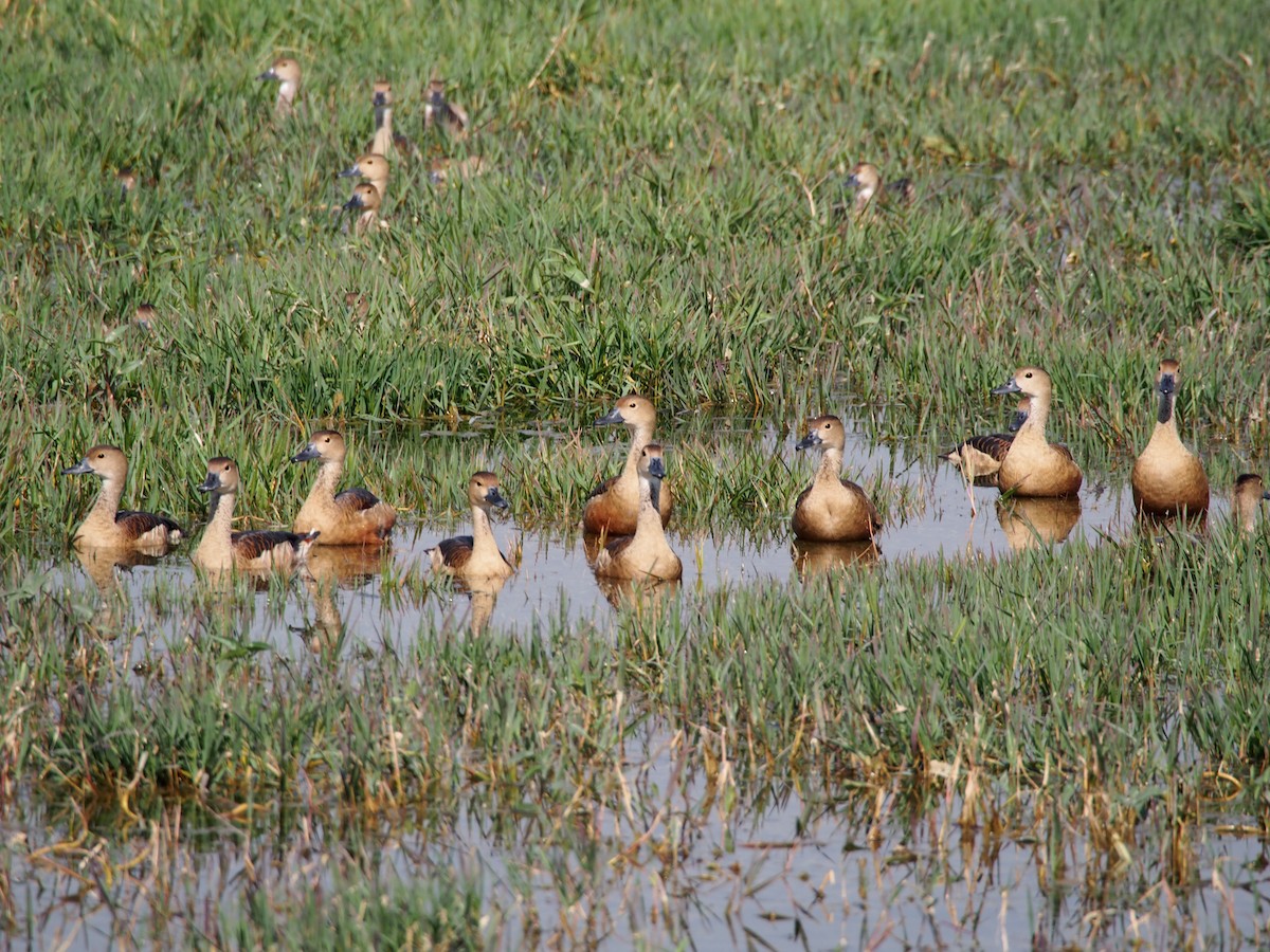 Lesser Whistling-Duck - Daniel Lebbin