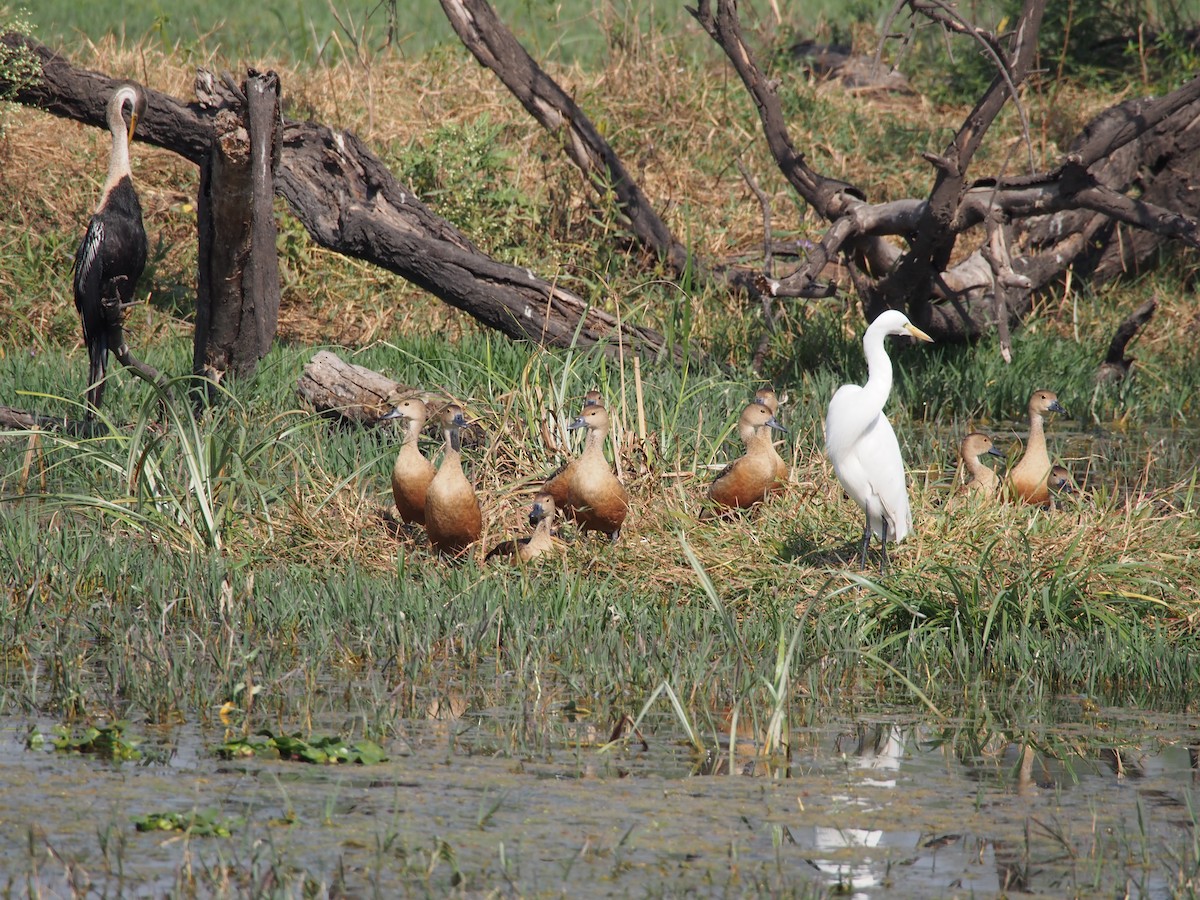 Lesser Whistling-Duck - ML77063061