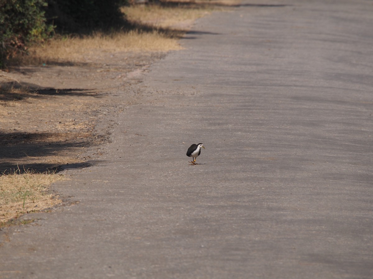 White-breasted Waterhen - ML77063181