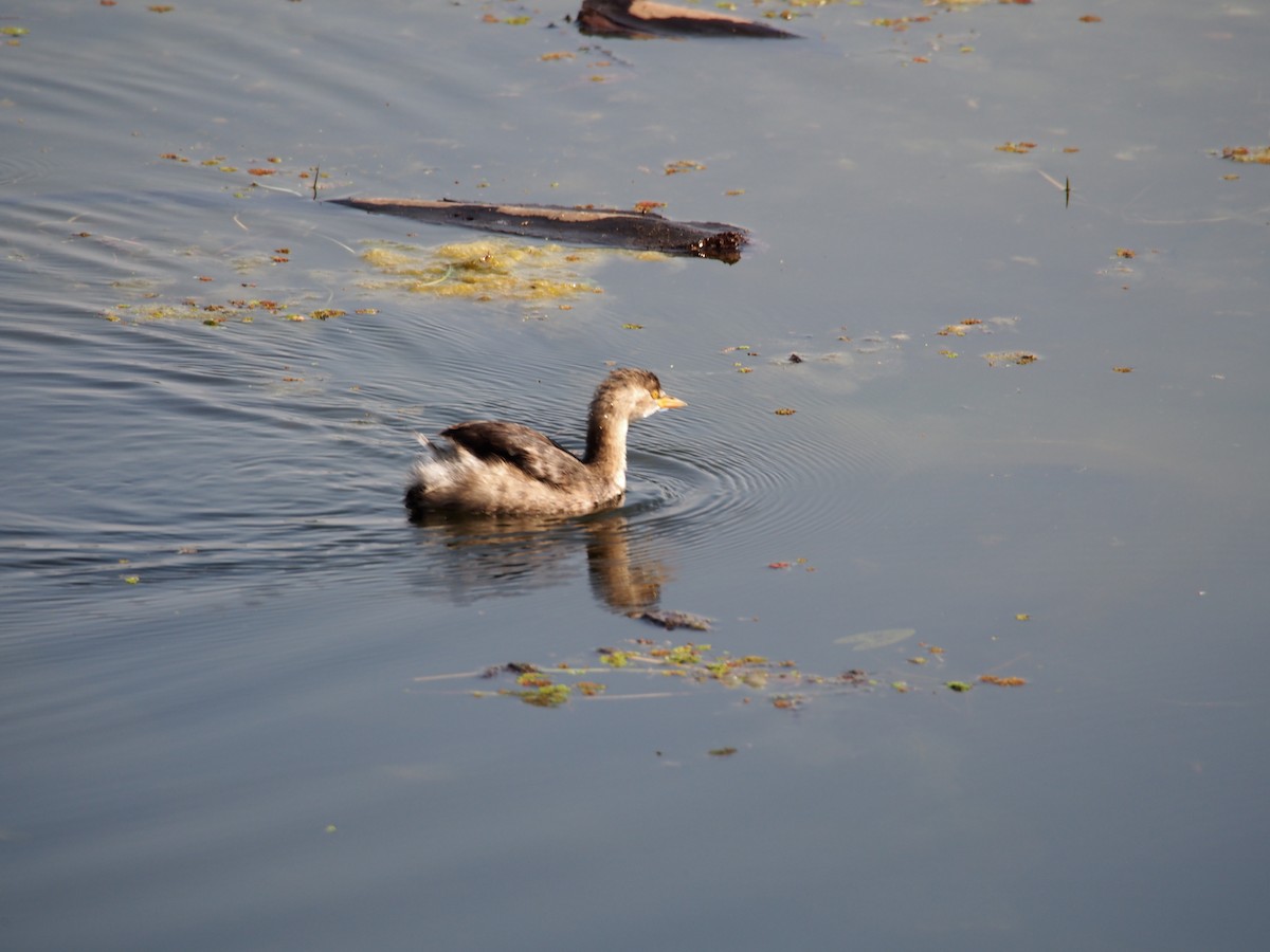 Little Grebe - Daniel Lebbin