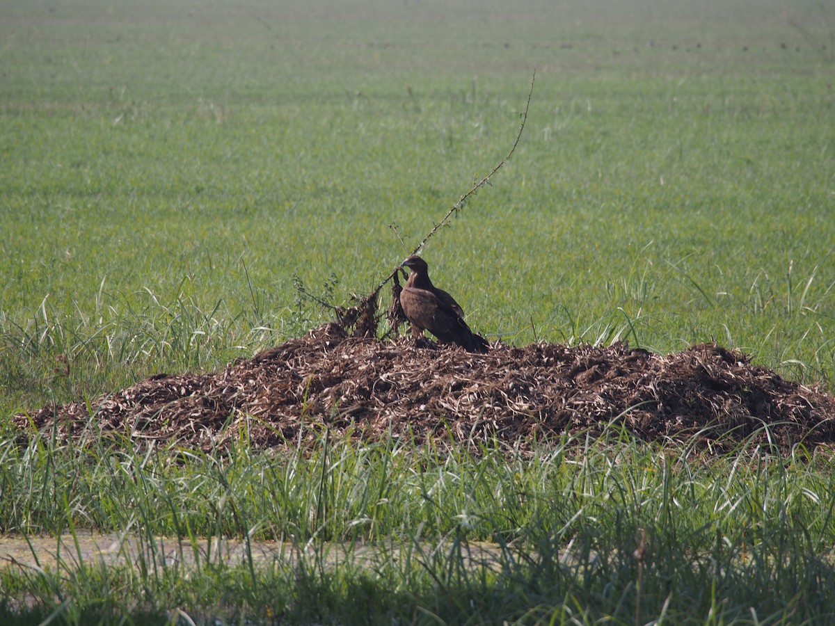 tanımsız kartal (Accipitridae sp.) - ML77063291