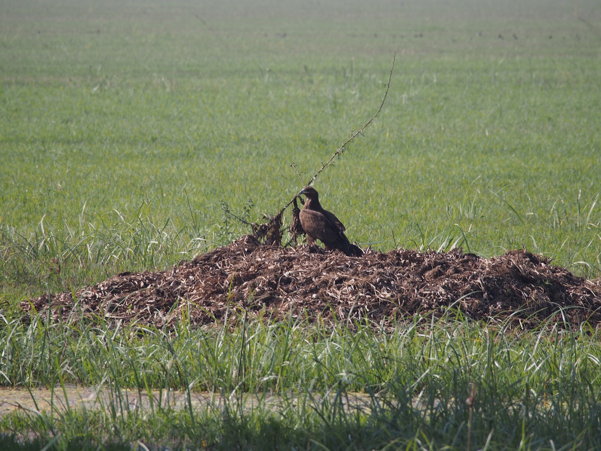 tanımsız kartal (Accipitridae sp.) - ML77063321