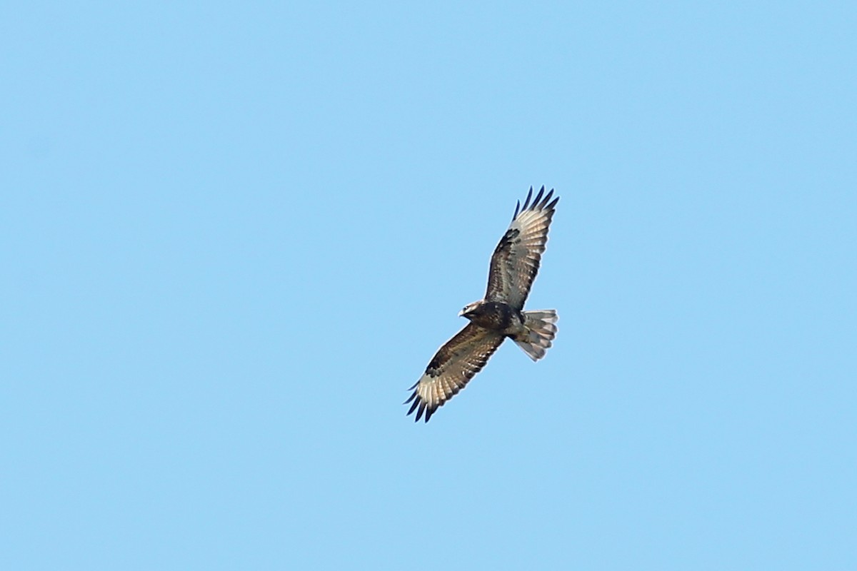 Eastern Buzzard - ML77063351