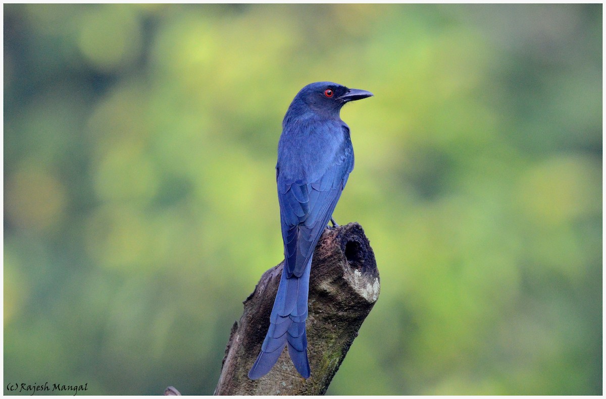 Ashy Drongo - Rajesh Mangal