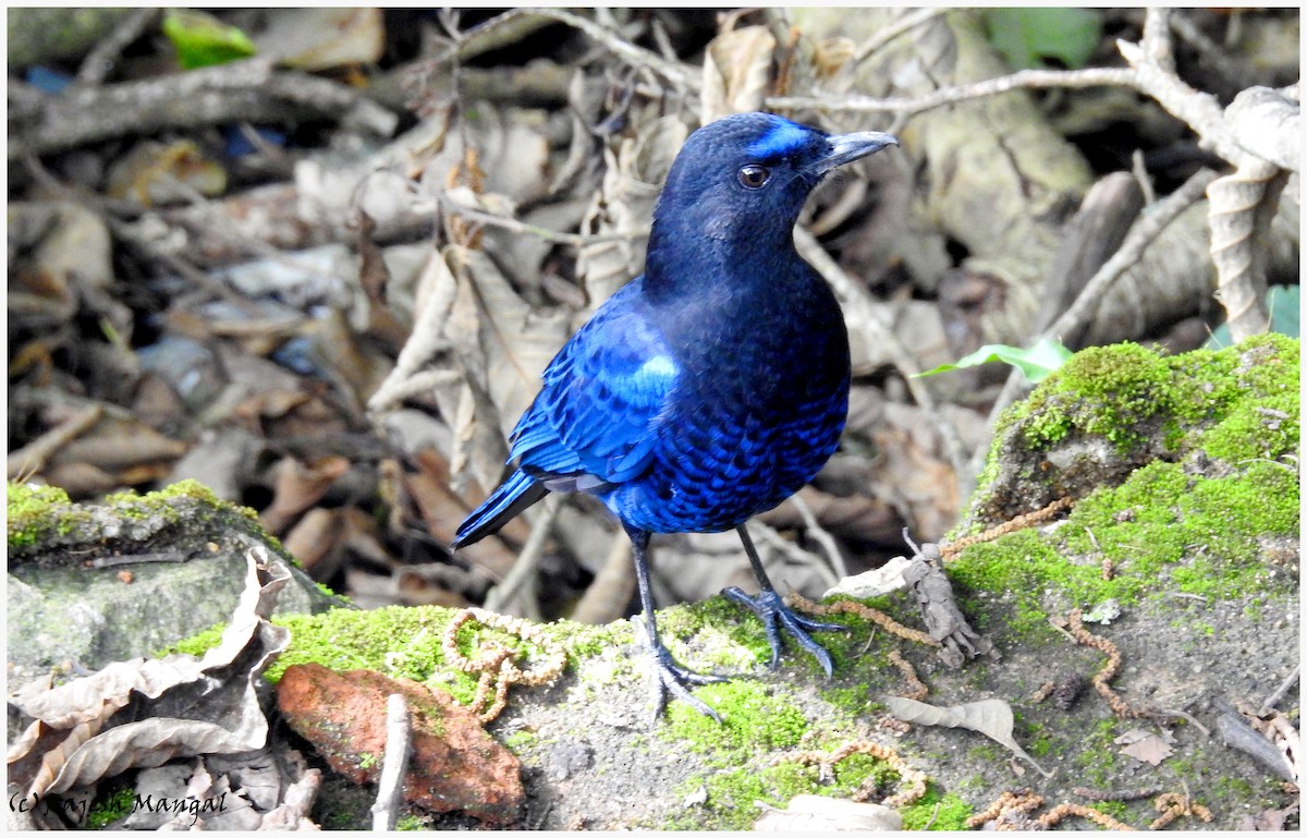 Малабарская синяя птица - ML77067201