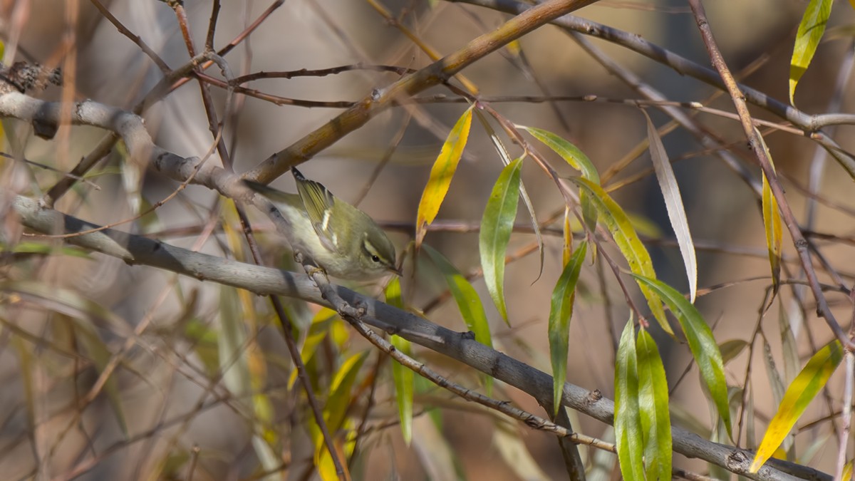 Mosquitero Bilistado - ML77067961