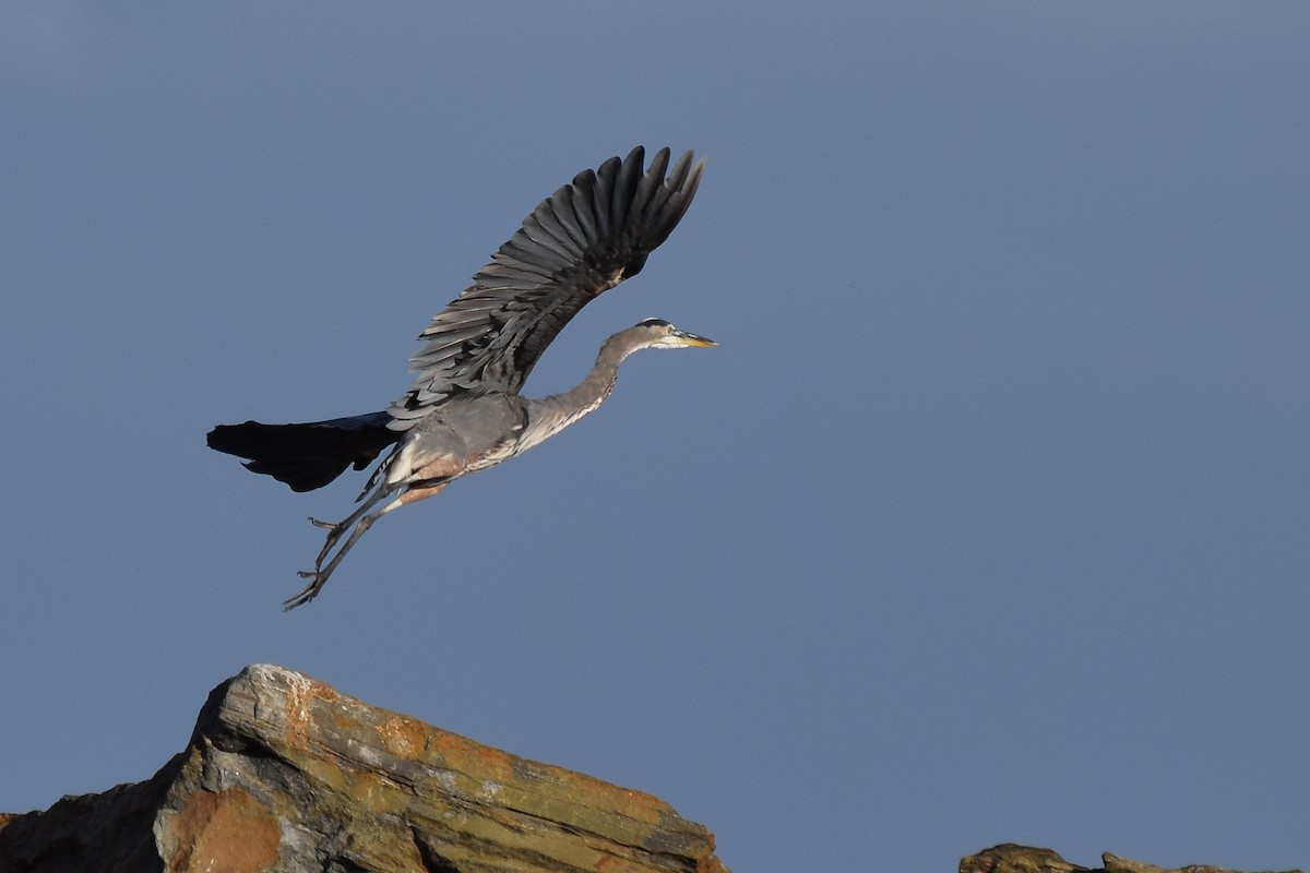 Great Blue Heron - ML77068581