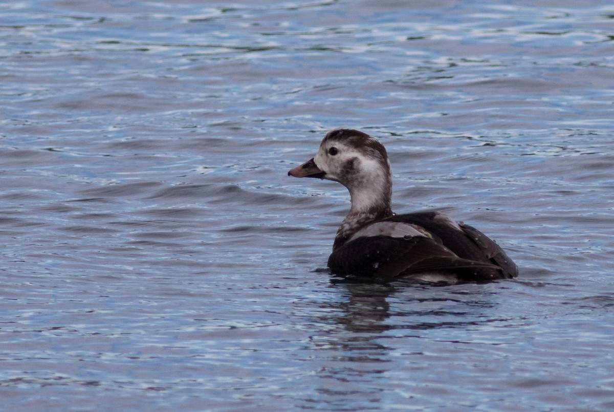 Long-tailed Duck - ML77068911