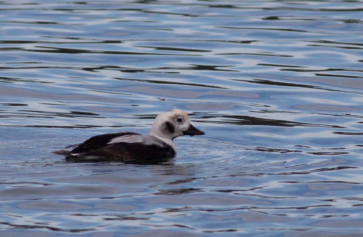 Long-tailed Duck - ML77068921