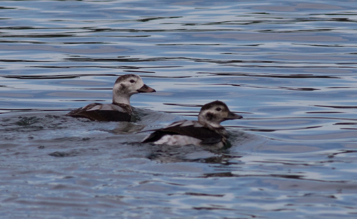 Long-tailed Duck - ML77068931