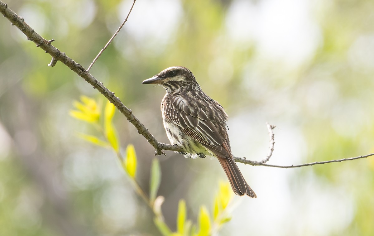 Streaked Flycatcher - ML77069451