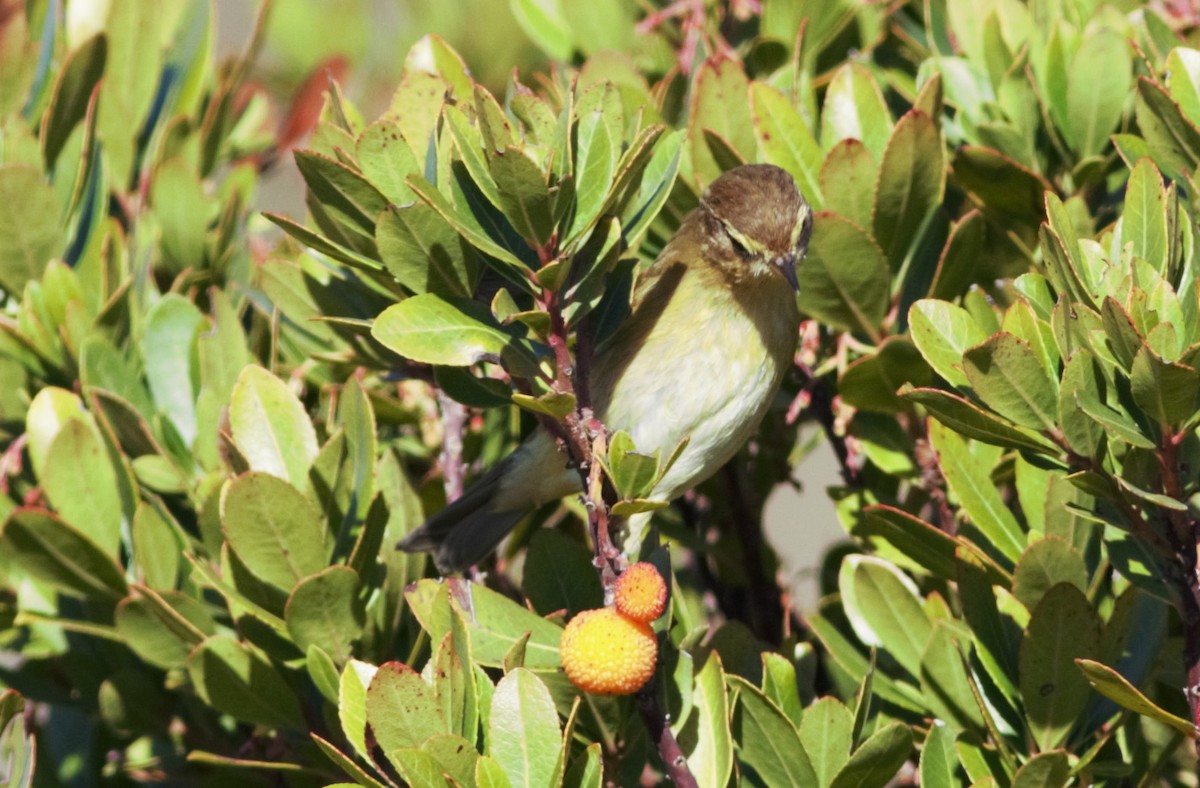 Common Chiffchaff - ML77071011