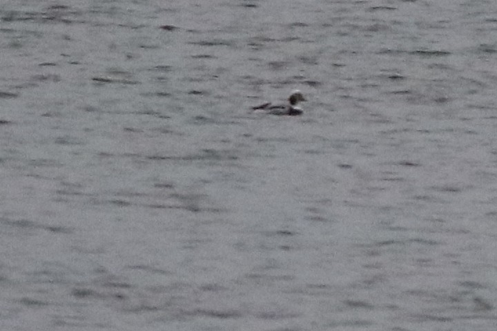 Long-tailed Duck - Walter Thorne