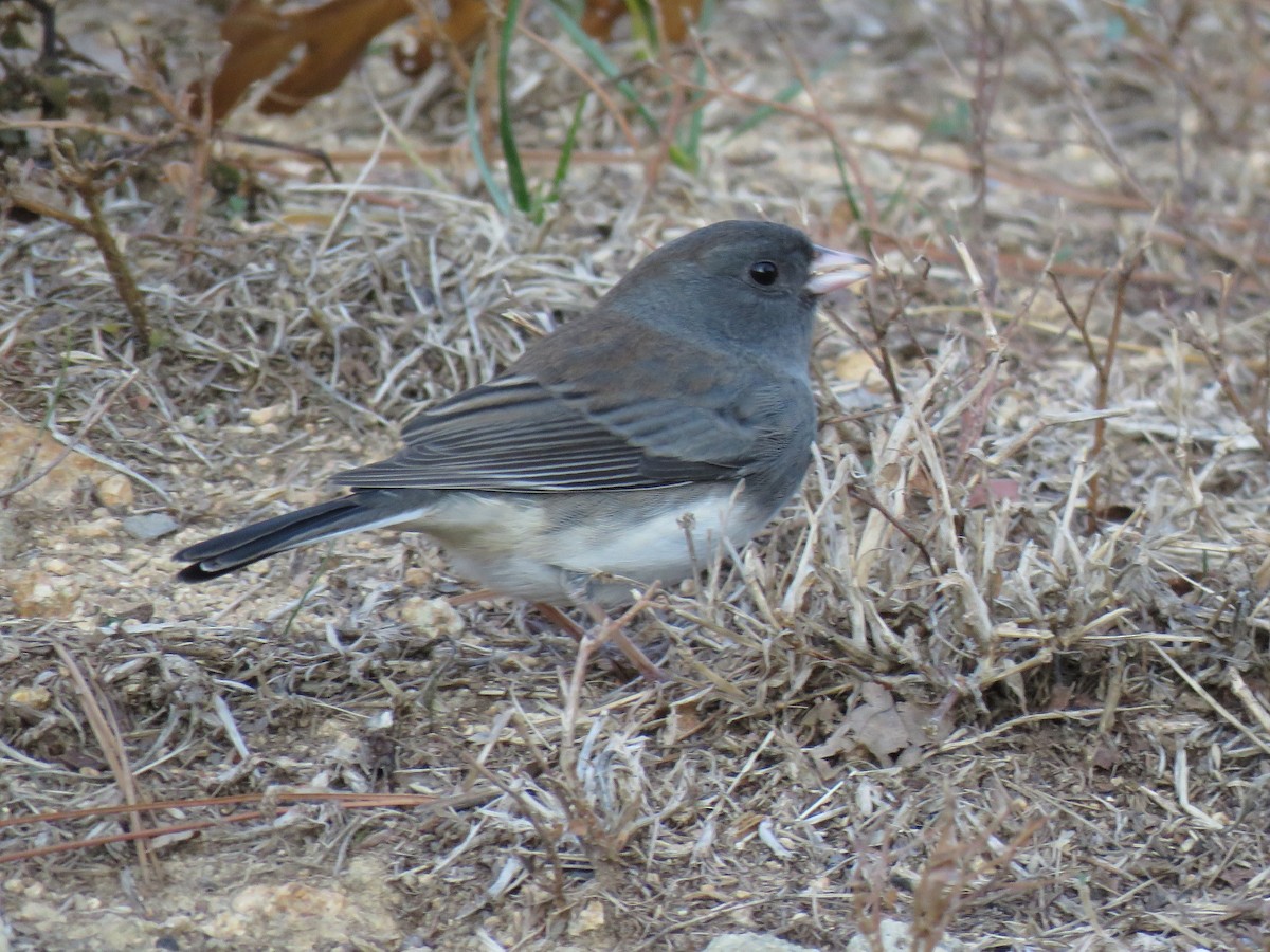 Dark-eyed Junco - ML77072301