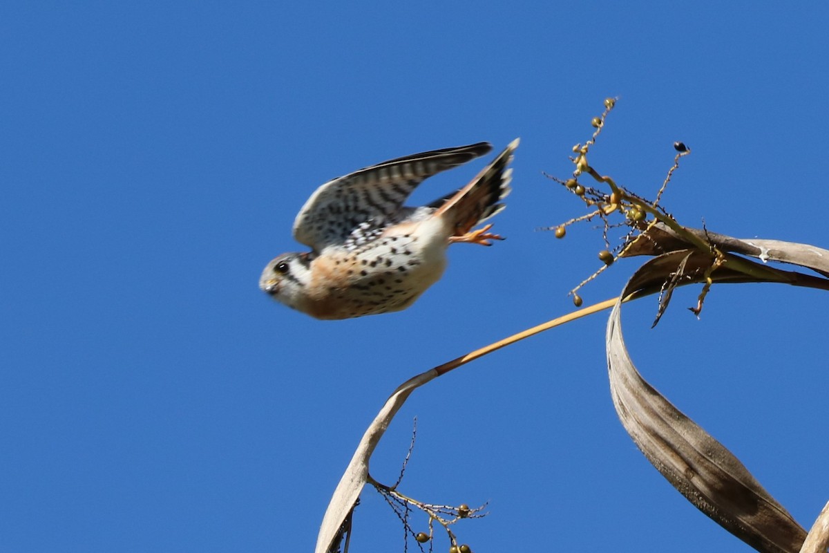 American Kestrel - Tom  Boucher