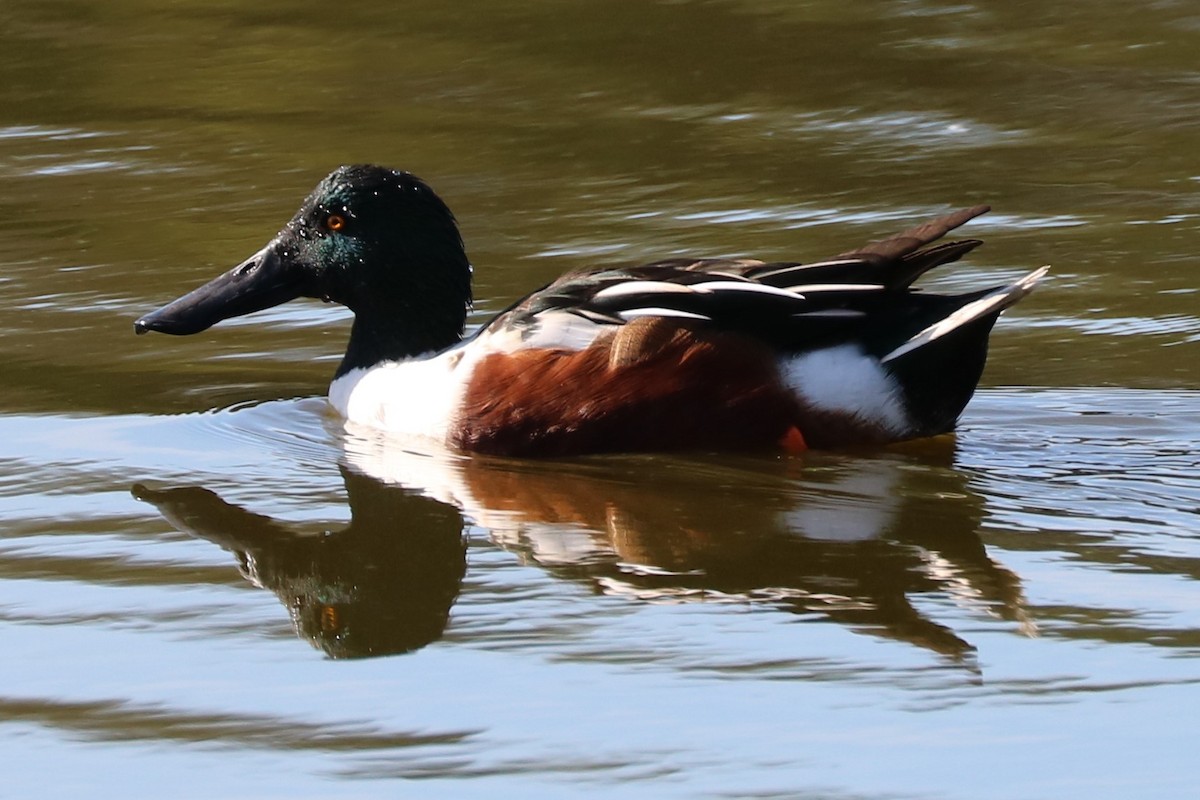 Northern Shoveler - ML77073361