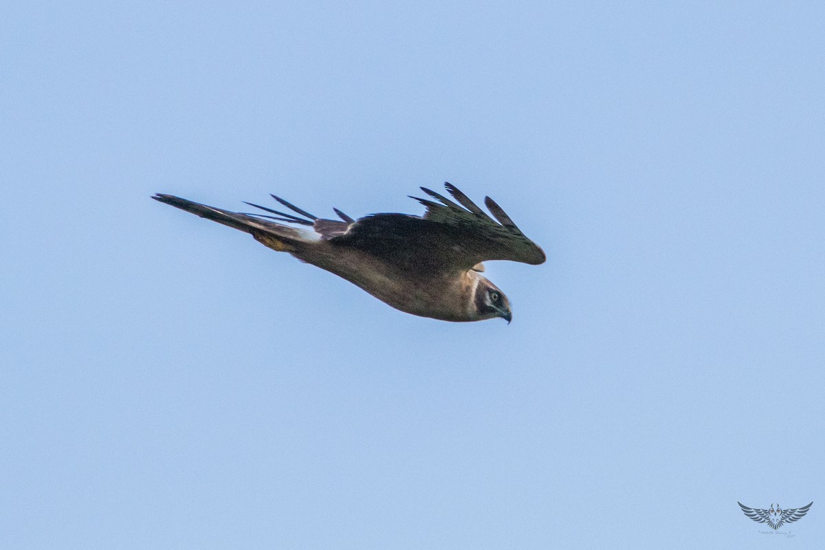 Pallid Harrier - ML77074261