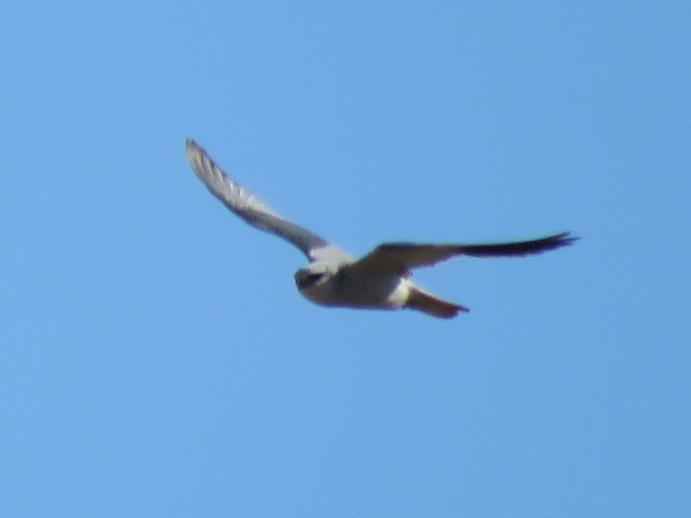 Black-winged Kite - ML77074271