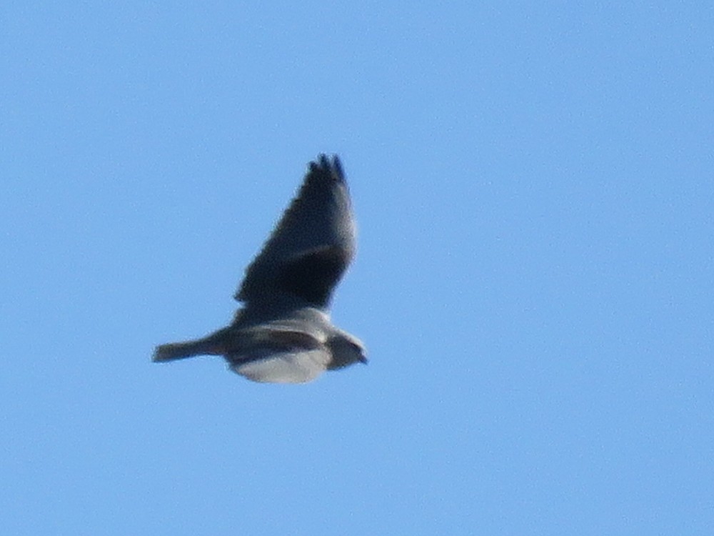 Black-winged Kite - ML77074291