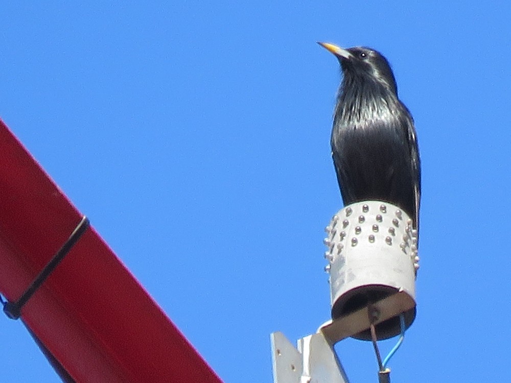 Spotless Starling - ML77074611