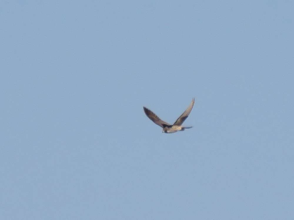 Peregrine Falcon - ML77074651