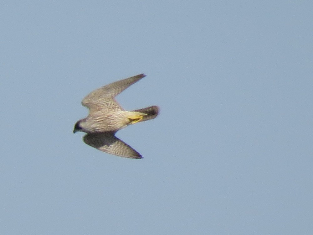 Peregrine Falcon - ML77074721