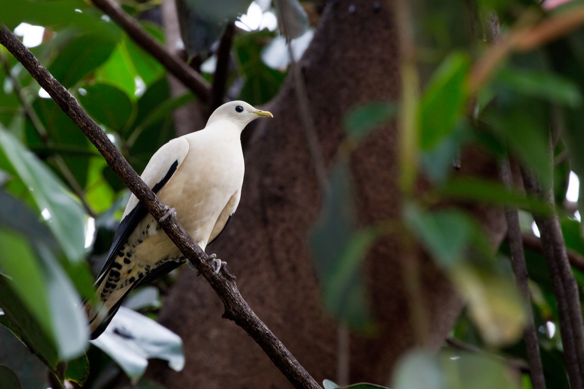 Torresian Imperial-Pigeon - Brian Healy