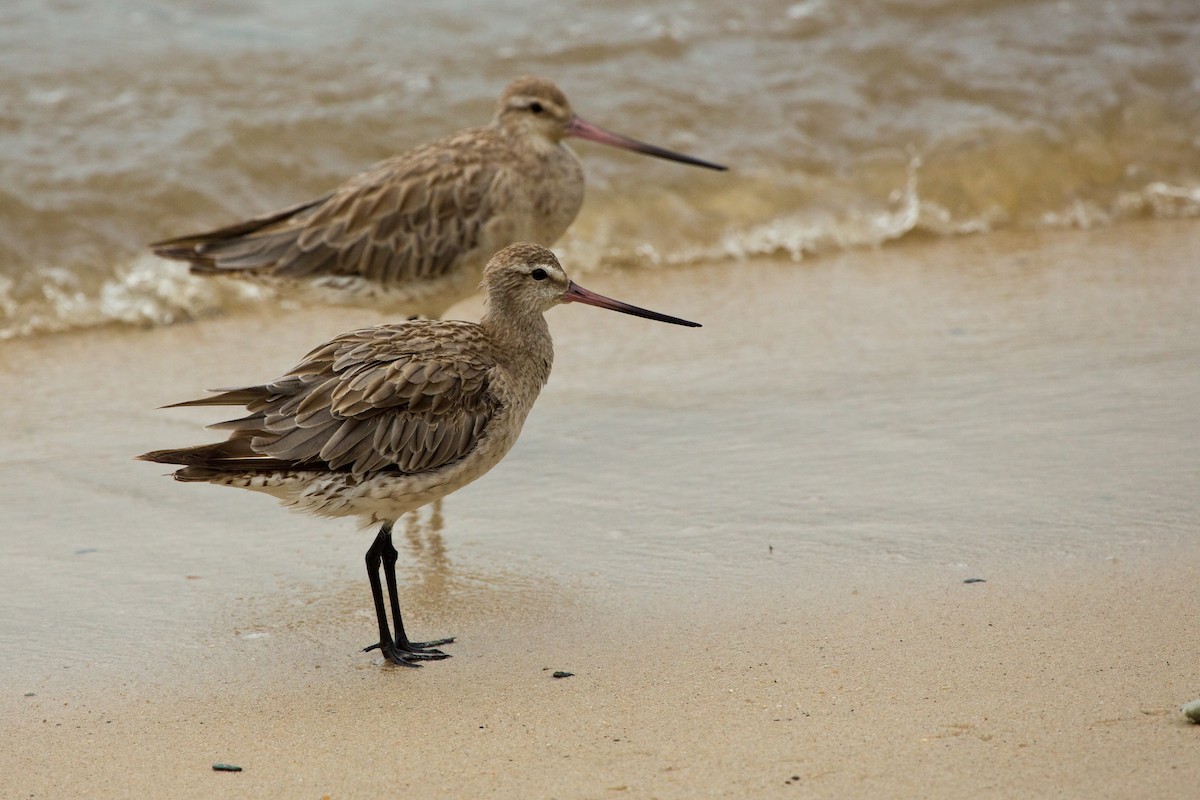 Bar-tailed Godwit - ML77075551