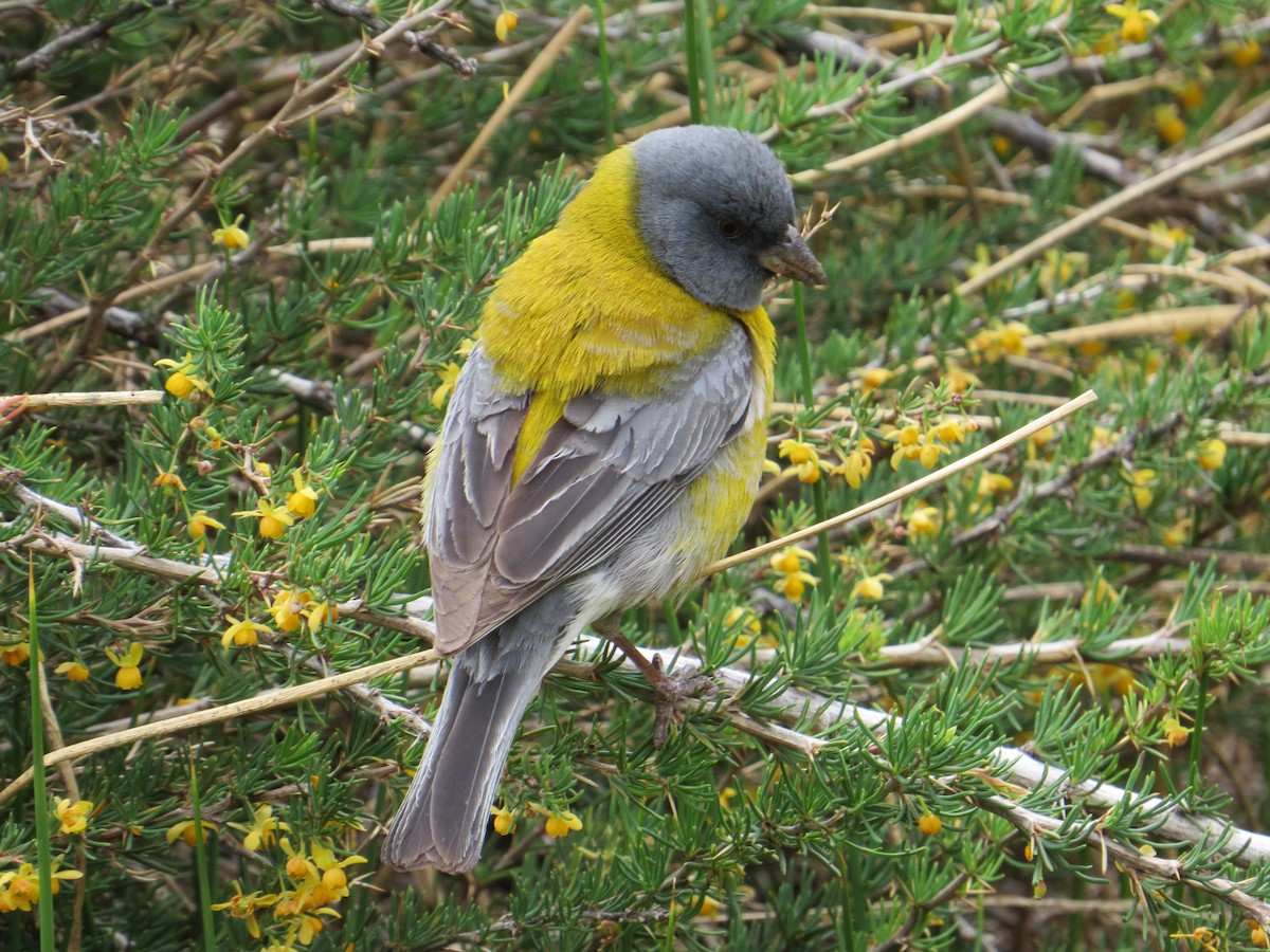 Gray-hooded Sierra Finch - ML77076191