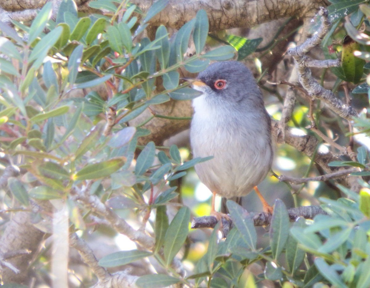 Balearic Warbler - ML77076541