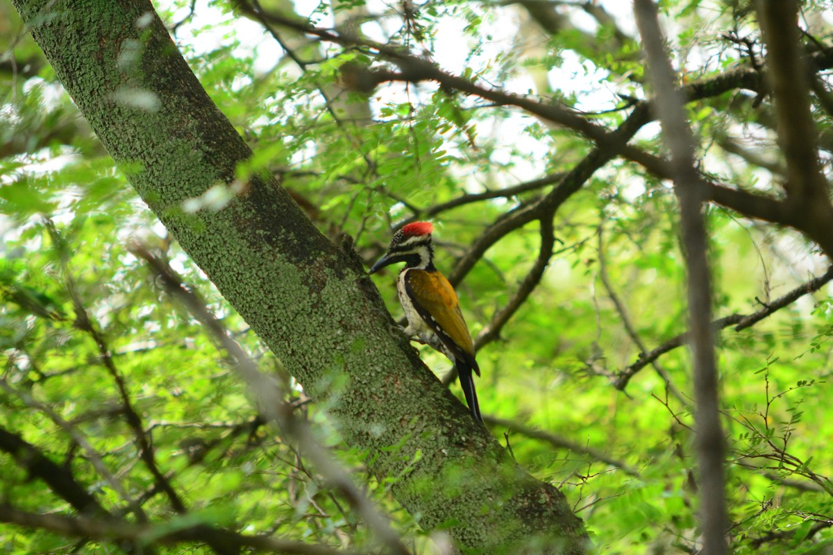 Black-rumped Flameback - Sreehari forestry