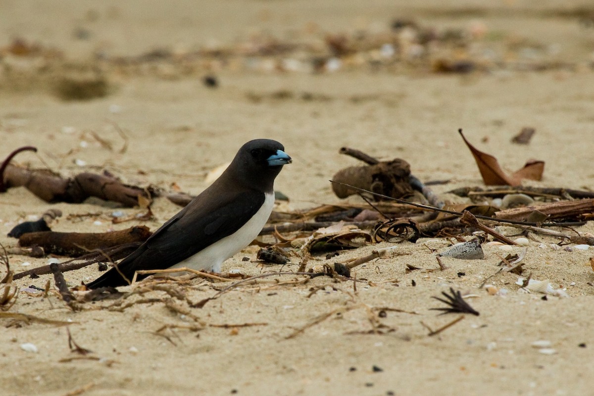 White-breasted Woodswallow - ML77078221