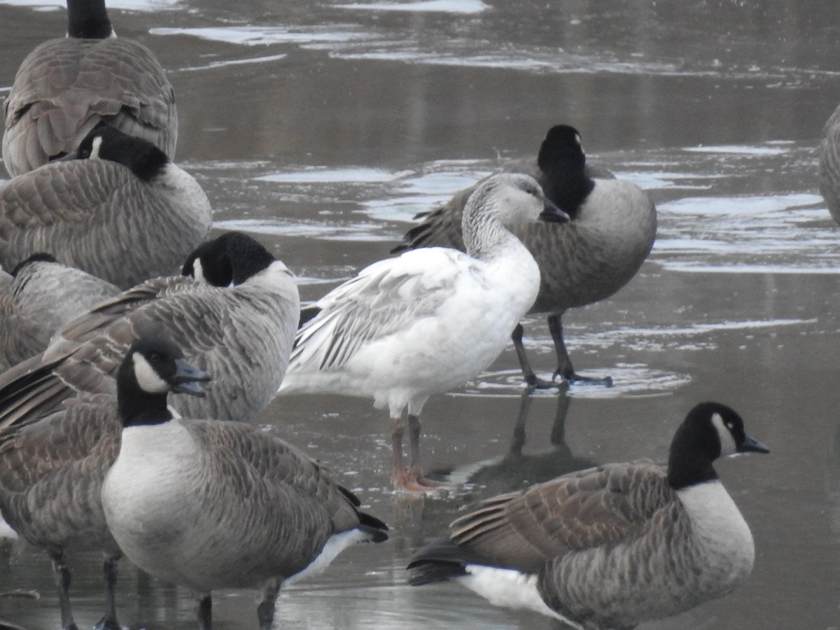 Snow Goose - Jean W. Côté